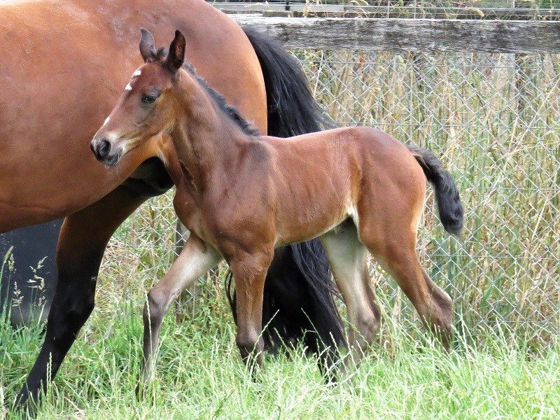 003 Fifty Shades Of Brown x Std Bred bf 15-12 6d